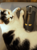 Contigo West Loop 2.0 - Kubek termiczny - 470ml - Cat Eyes"