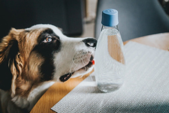 Retap Original - Butelka szklana - 500ml - Magenta